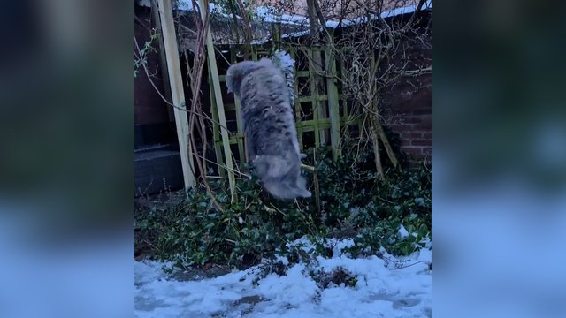 Tikra kovos menų meistrė: sniego gniūžtes naikino vienu ypu