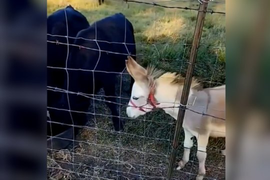 Mandagumas ne visuomet tampa atsakymu: praradęs kantrybę asiliukas parodė tikrąjį būdą