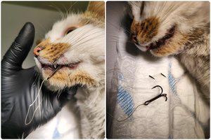 Radus sužalotą katytę – gyvūnų gelbėtojų prašymas visiems žvejams