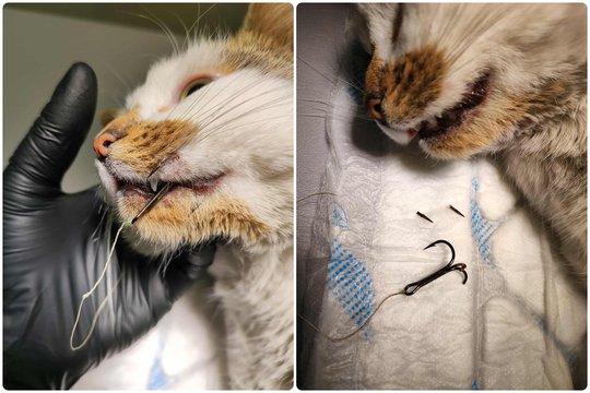 Radus sužalotą katytę – gyvūnų gelbėtojų prašymas visiems žvejams