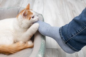 Kodėl katė puola jūsų kojas? Viena priežastis – ypač rimta