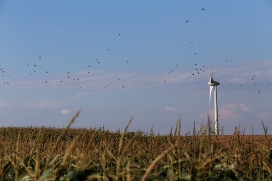 Vėjo elektrinių gamyba Lietuvoje per metus augo beveik 17 proc.