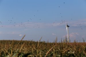 Vėjo elektrinių gamyba Lietuvoje per metus augo beveik 17 proc.