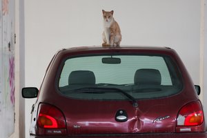 Kėdainių rajone – katino gelbėjimo operacija: automobilyje įstrigusį gyvūną vadavo ugniagesiai