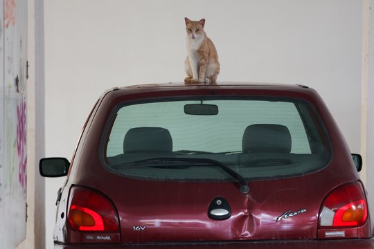 Kėdainių rajone – katino gelbėjimo operacija: automobilyje įstrigusį gyvūną vadavo ugniagesiai