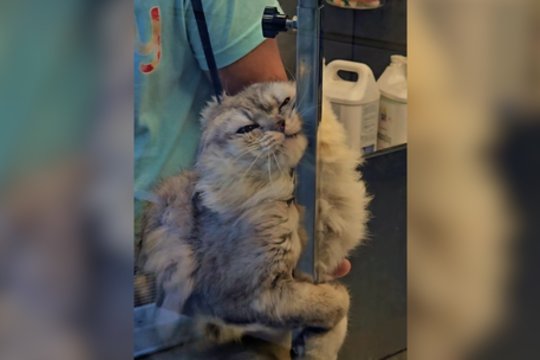 Keturkojo vizitas kirpykloje sukėlė dvejopus jausmus: kūnas išduoda kančią, mimika – ką kita