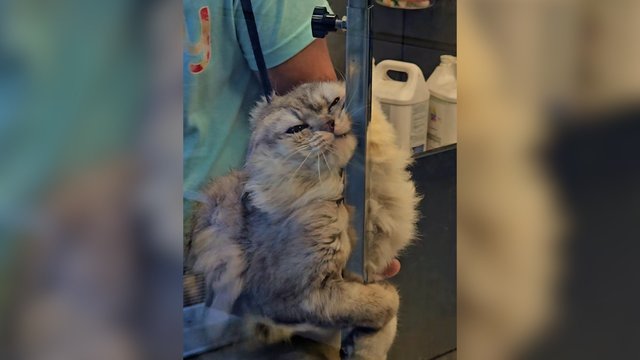 Keturkojo vizitas kirpykloje sukėlė dvejopus jausmus: kūnas išduoda kančią, mimika – ką kita