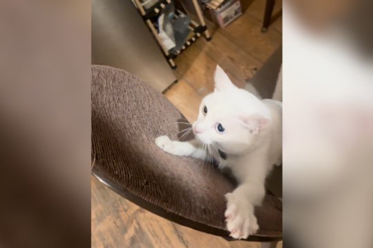 Kambaryje skraidantis dronas suglumino katiną: akimirksniu pasiruošė gynybai