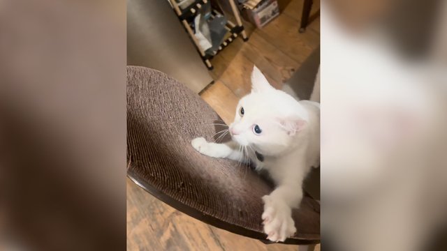 Kambaryje skraidantis dronas suglumino katiną: akimirksniu pasiruošė gynybai