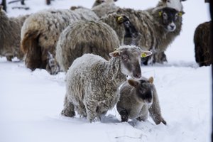 Avis būtina apsaugoti nuo medžiojančių vilkų – parama apsaugos priemonėms įrengti šiemet bus gerokai solidesnė