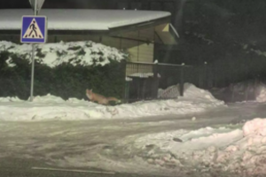 Prie vienos iš Klaipėdos mokyklų – netikėtas svečias: praeiviams į akis krito pūkuota uodega