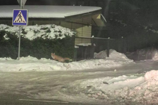 Prie vienos iš Klaipėdos mokyklų – netikėtas svečias: praeiviams į akis krito pūkuota uodega