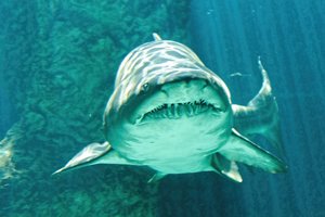 Keturi užpulti žmonės ir uždaryti paplūdimiai: Australijoje – neįprastai dažnos ryklių atakos