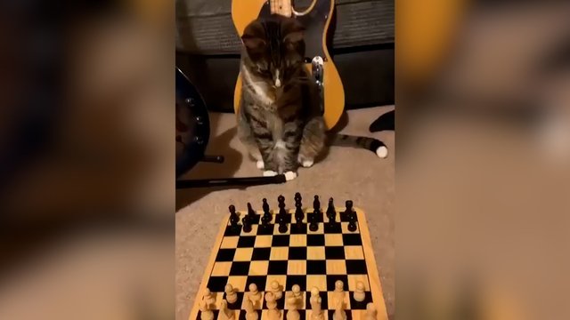 Šachmatai su kate baigėsi netikėtai: priešininkas sugalvojo sumaišyti visas kortas  
