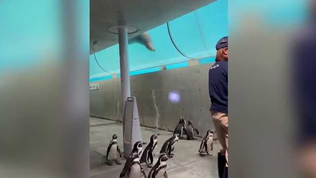 Pingvinai visai išprotėjo pamatę lazerį: bandant pagauti žymeklį prasidėjo šokiai