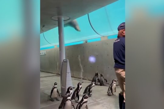 Pingvinai visai išprotėjo pamatę lazerį: bandant pagauti žymeklį prasidėjo šokiai