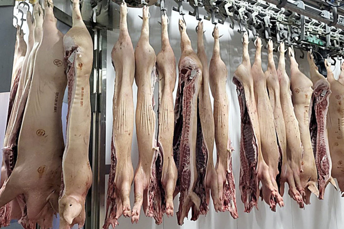 „Rivonos“ mėsos perdirbimo padalinyje tinkamai atvėsintas ir konvejeriu gabenamas kiaulių skerdenos puseles analizuoja ir kompiuterinė sistema.<br> V. Skaraičio nuotr.