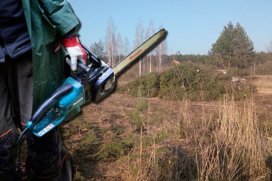 Už neteisėtai iškirstus medžius paklojo milžinišką sumą: teko atlyginti virš 300 tūkst. eurų
