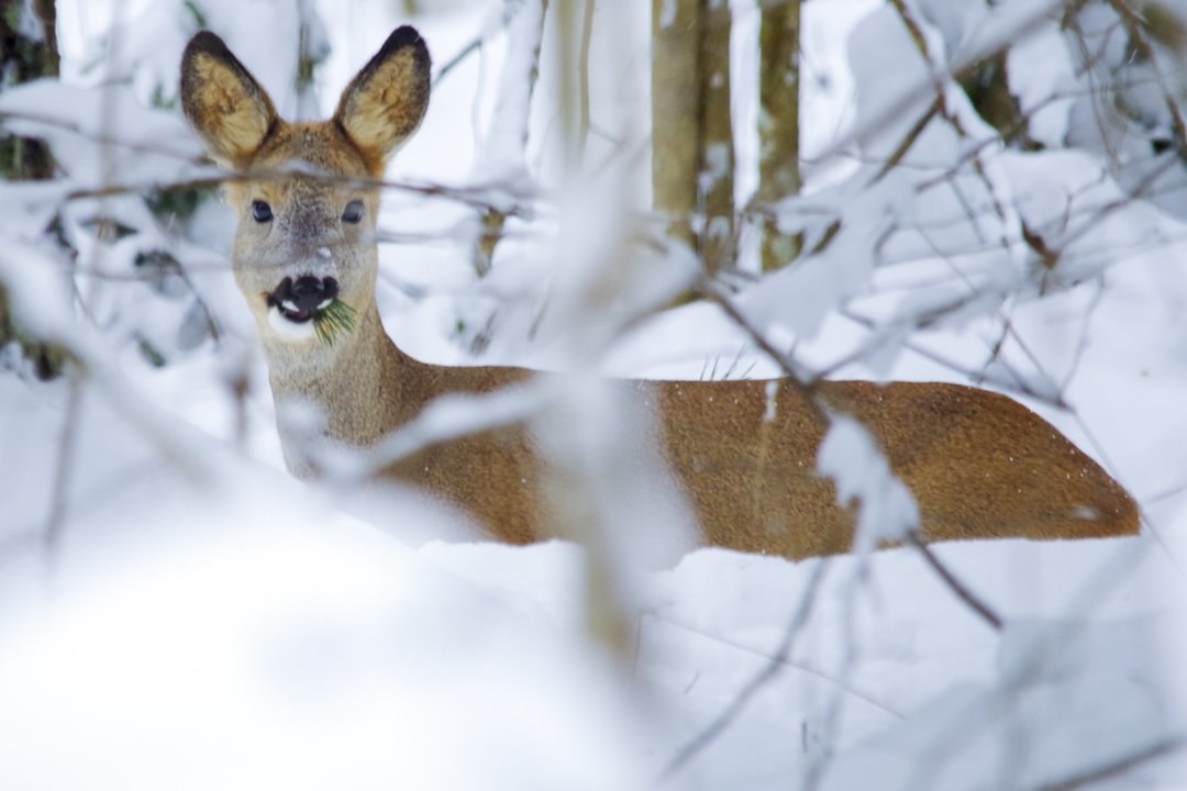 Aplinkosaugininkai primena, kaip elgtis žiemą pastebėjus neįprastai besielgiančius gyvūnus