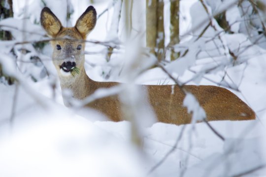 Aplinkosaugininkai primena, kaip elgtis žiemą pastebėjus neįprastai besielgiančius gyvūnus