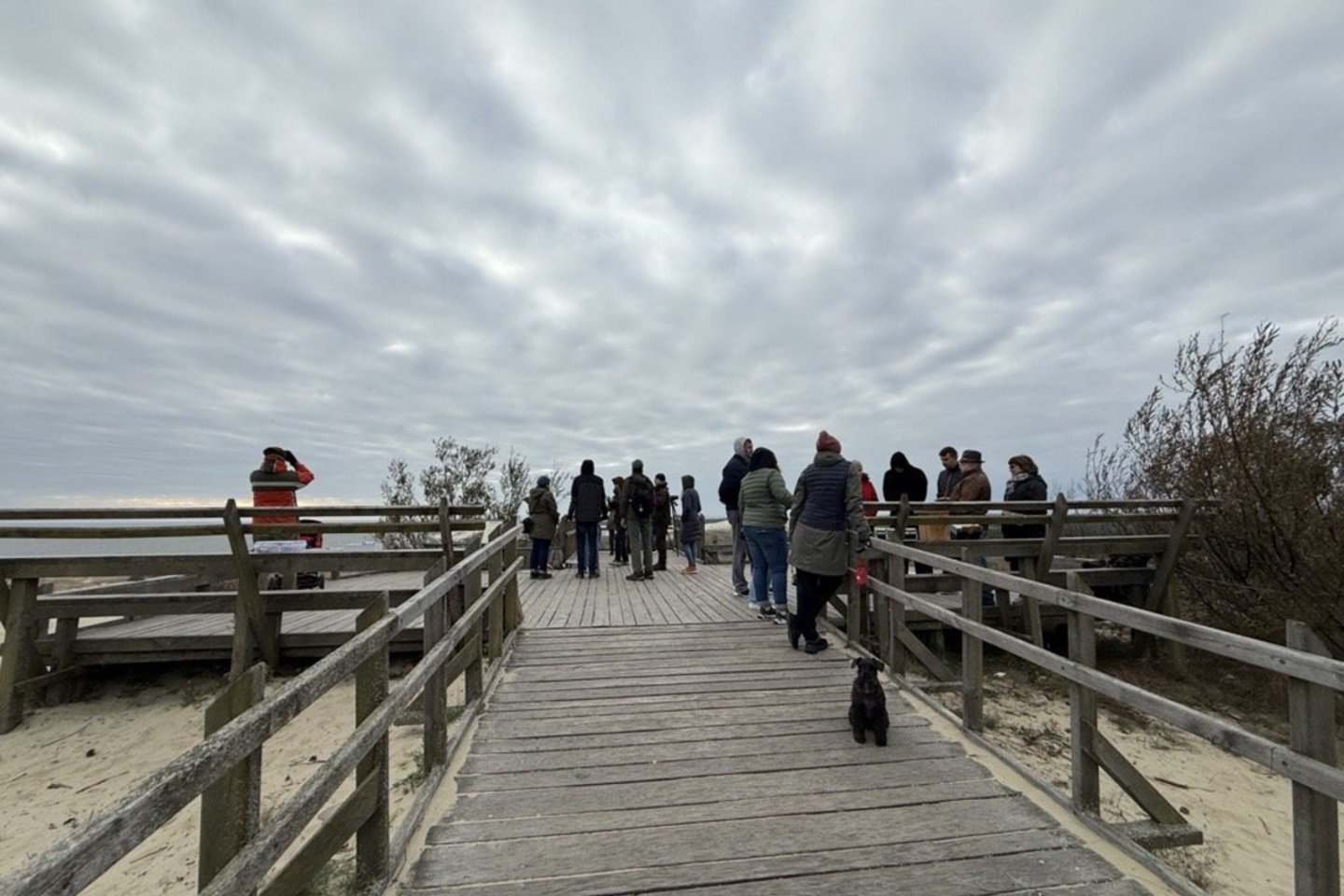 Prie Parnidžio kopos Kuršių nerijos nacionaliniame parke.<br>VSTT nuotr.