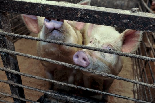 Visai netoli Lietuvos – pavojingos ligos protrūkis: užkratas aptiktas 20 tūkst. kiaulių komplekse