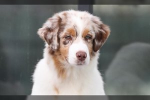 Žmonės šaukėsi pagalbos: Vilniuje buvo dingęs australų aviganis 