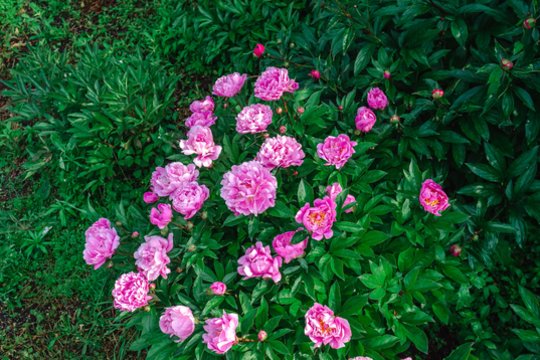 Pasodinkite ir pamirškite: šis krūmas be priežiūros auga 100 metų ir žydi milžiniškomis karūnomis