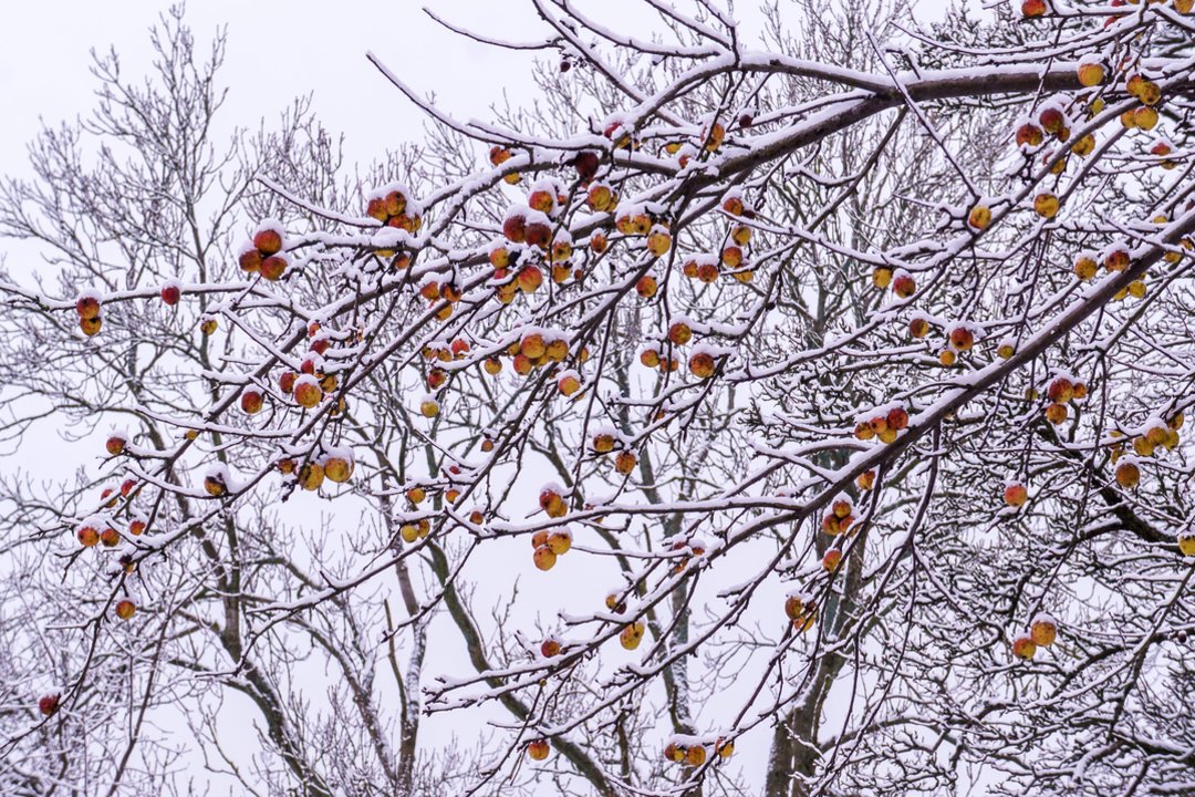 Užtenka vienos žiemos procedūros – ekspertai sako, kad ji keičia viską: turėsite daugiau obuolių