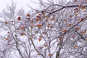 Užtenka vienos žiemos procedūros – ekspertai sako, kad ji keičia viską: turėsite daugiau obuolių