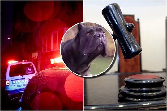 Meilei pasibaigus – šuns „tėvystės“ drama: sukurptas planas pribloškė net teisėjus  