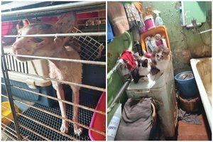 Parazitai, vimdantis dvokas ir riksmai: tai, ką rado pareigūnai, šokiruoja