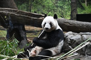 Pašlijus Pekino ir Tokijo santykiams, Kinija susigrąžina Japonijai paskolintas pandas