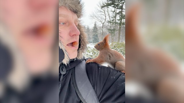 Suviliojęs riešutėlis išsklaidė visas abejones: užfiksavo itin drąsų graužiko žingsnį