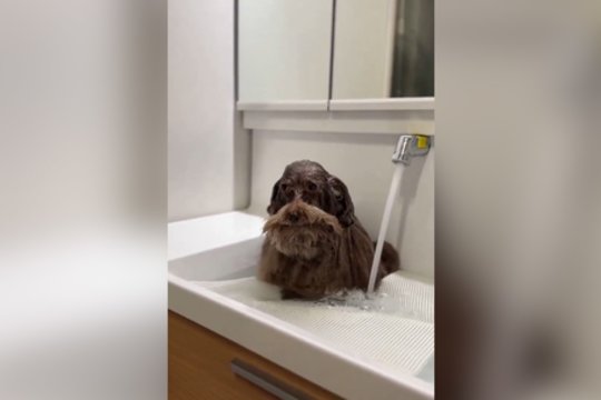 Dėl tokios išvaizdos šunį priimtų į visus protmūšius: primena žymų mokslininką