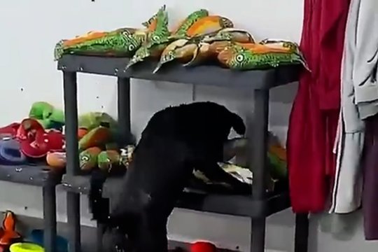 Dėl baseino padarytų bet ką: tik atsidarius durims puolė kaip išprotėjęs