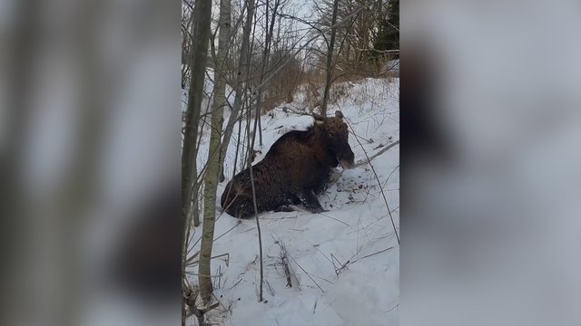 Ant ledo įlūžusiam briedžiui gyventojai neliko abejingi: užfiksavo gelbėjimo operaciją