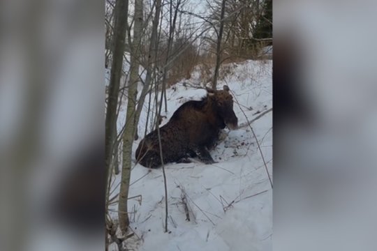 Ant ledo įlūžusiam briedžiui gyventojai neliko abejingi: užfiksavo gelbėjimo operaciją