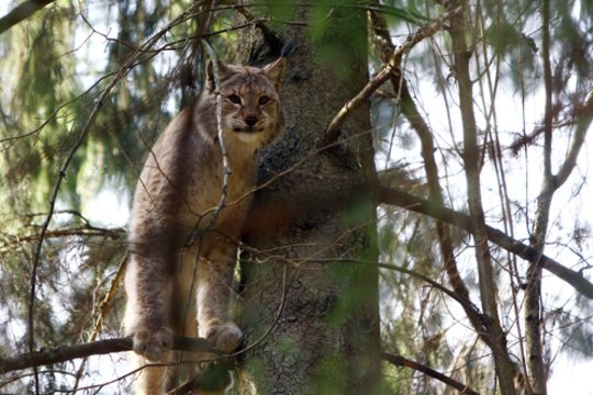 Nustebino net specialistus: pirmą kartą muziejui perduota kovoje kritusi lūšis