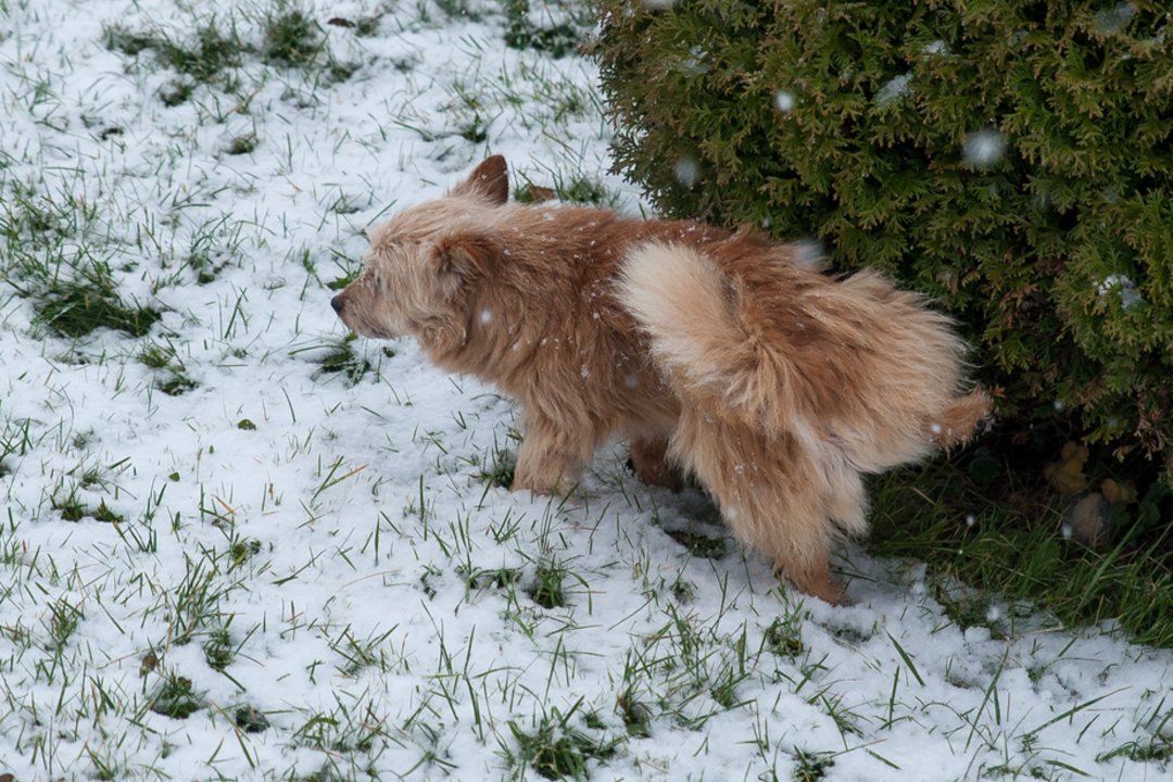 Sniege tykančios „bombos“ įsiutino klaipėdietę: primena, kokios bausmės gresia