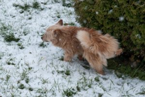 Sniege tykančios „bombos“ įsiutino klaipėdietę: primena, kokios bausmės gresia