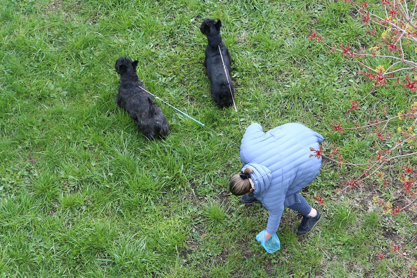 Šuo.<br>M.Patašiaus nuotr.