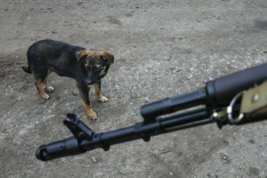 Benamiai šunys okupuotoje Ukrainoje užpuolė žmones: aukomis tapo ir vaikai