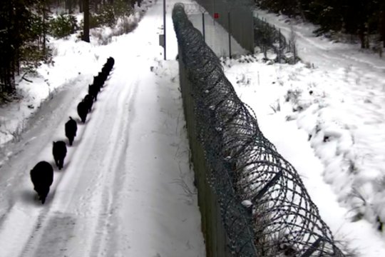 Prie sienos su Baltarusija – įspūdingas šernų būrys: užfiksavo šeimynos pasivaikščiojimą