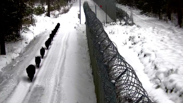 Prie sienos su Baltarusija – įspūdingas šernų būrys: užfiksavo šeimynos pasivaikščiojimą