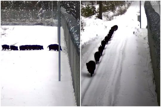 Užfiksavo bandymą kirsti sieną su Baltarusija: gausiai šeimynai teko sukti atgal į Lietuvą