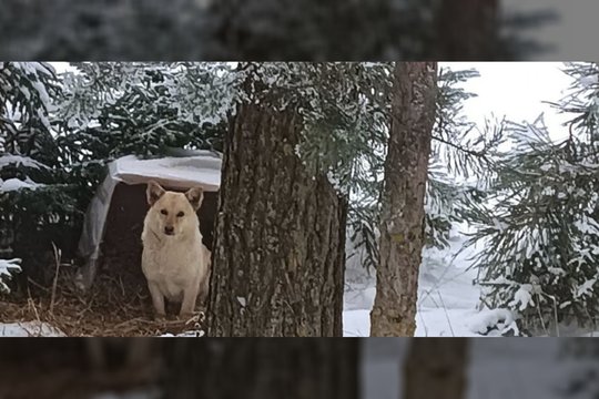 Krentant temperatūrai – skubi Sniegiaus gelbėjimo operacija Rokiškio rajone