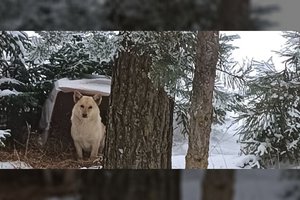 Krentant temperatūrai – skubi Sniegiaus gelbėjimo operacija Rokiškio rajone