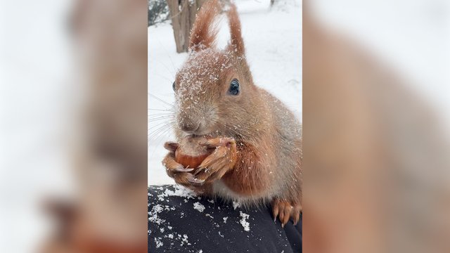 Ši voverė nepaliks abejngų: vaizdelis primins legendinį filmą