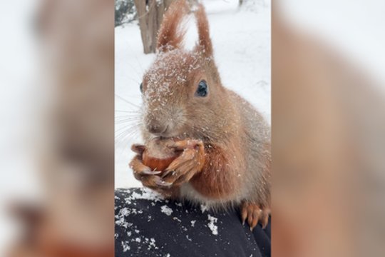 Ši voverė nepaliks abejngų: vaizdelis primins legendinį filmą